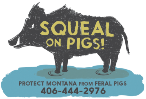 A logo with a pig, showing the Montana number to report sightings of feral pigs. 